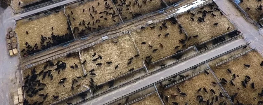 An arial view of cows in a feedlot